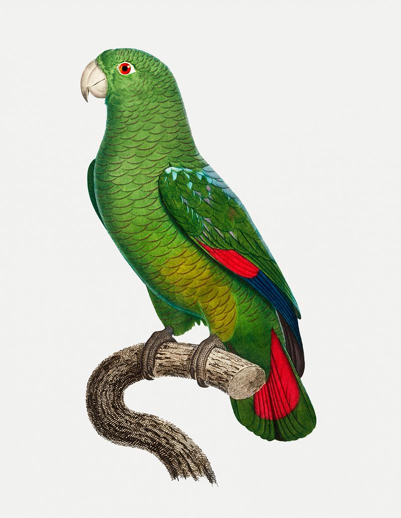 Black-billed amazon The Black-Billed Amazon (Amazona agilis) vintage illustration