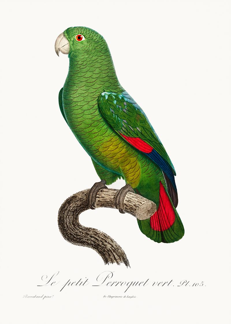 Black-billed amazon vintage poster The Black-Billed Amazon, Amazona agilis from Natural History of Parrots (1801—1805) by Francois Levaillant. Original…