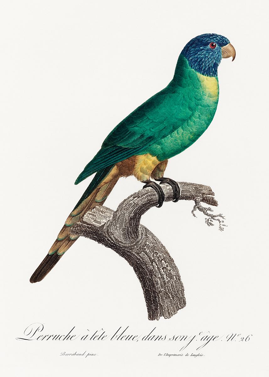 Blue-crowned conure vintage poster | Free public domain illustration The Blue-Crowned Parakeet, Thectocercus acuticaudatus from Natural History of Parrots (1801—1805) by Francois…