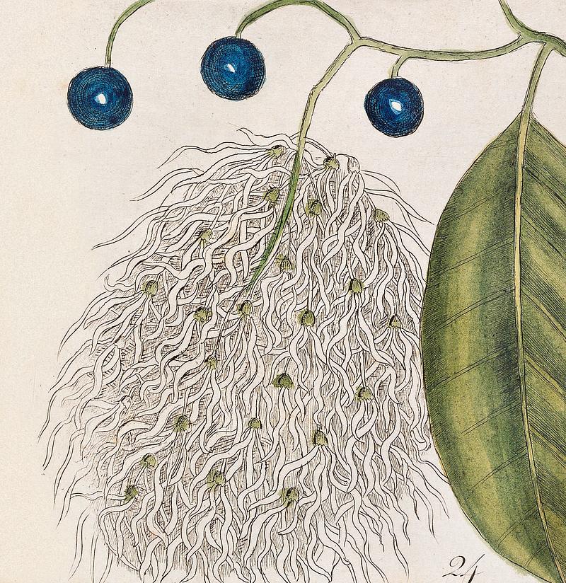 23. Dogwood Tree (Cornus Was Virginiana 24. Fringe Tree (Amelanchior Virginiana) 25. Dahoon Holly (Agrifolium Carolinenfe) 26. Yapon (Caffena vera Floridanorum) from The Natural History of Carolina, Florida, and the Bahama Islands (1754) by Mark Catesby (1683-1749). 23. Dogwood Tree (Cornus Was Virginiana 24. Fringe Tree (Amelanchior Virginiana) 25. Dahoon Holly (Agrifolium Carolinenfe)…