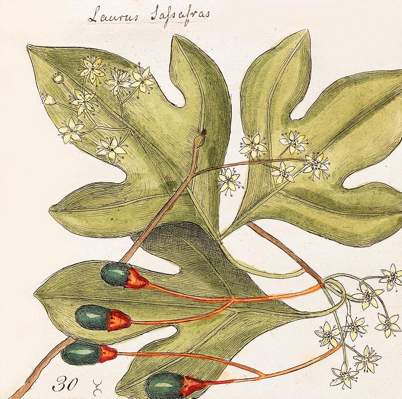 Tupelo Tree (Arbor in aqua nafeens) , Red Bay (Laurus Carolinenfis), Purple-berried Bay (Liguftrum Lauri folio), Saffafras Tree (Cornus Mas odorato) from The Natural History of Carolina, Florida, and the Bahama Islands (1754) by Mark Catesby (1683-1749). Tupelo Tree (Arbor in aqua nafeens) , Red Bay (Laurus Carolinenfis), Purple-berried Bay (Liguftrum Lauri folio), Saffafras…