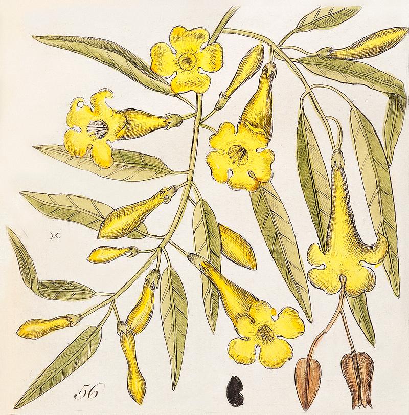 Upright Honey-fuckle (Ciflus Virginiana), Yellow Jasmine (Falminum lute odoratum Virginiana), Hamamelis, Frutex corni foliis from The Natural History of Carolina, Florida, and the Bahama Islands (1754) by Mark Catesby (1683-1749). Upright Honey-fuckle (Ciflus Virginiana), Yellow Jasmine (Falminum lute odoratum Virginiana), Hamamelis, Frutex corni foliis…