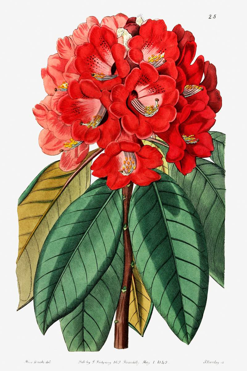 Rhododendron rollissonii from Edwards’s Botanical Register (1829—1847) by Sydenham Edwards, John Lindley, and…
