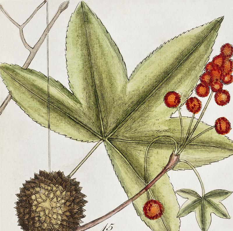 Cypress of America (Cupressus Americana), Sweet Gum Tree (Liquid-ambari arbor), Tulip Tree (Arbor tulipifera Virginiana) and Water tupelo (Arbor in aqua nascens) from The Natural History of Carolina, Florida, and the Bahama Islands (1754) by Mark Catesby (1683-1749). Cypress of America (Cupressus Americana), Sweet Gum Tree (Liquid-ambari arbor), Tulip Tree (Arbor tulipifera Virginiana) and…