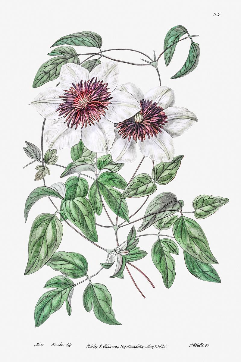 Leather flower poster Siebald's clematis from Edwards’s Botanical Register (1829—1847) by Sydenham Edwards, John Lindley, and James…