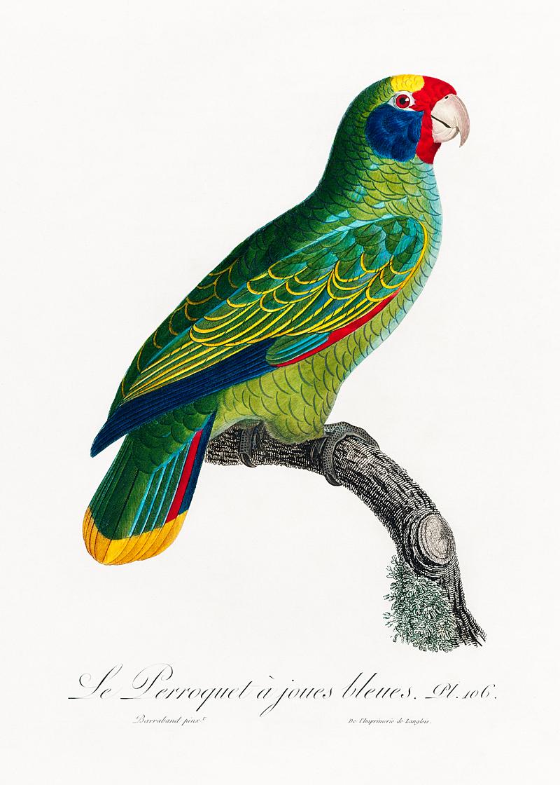 Red-and-blue amazon vintage poster Red-and-Blue Amazon, Amazona caeruleocephala from Natural History of Parrots (1801—1805) by Francois Levaillant.…