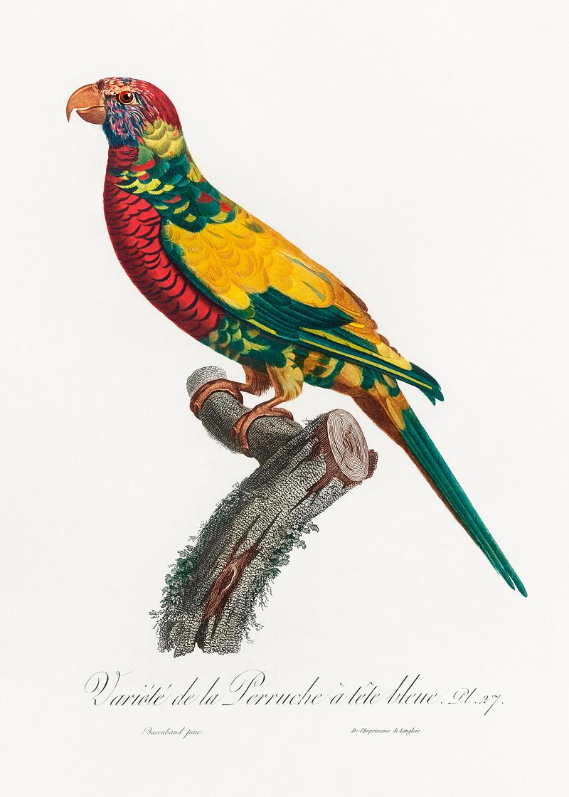 Rainbow lorikeet vintage poster The Rainbow Lorikeet, Trichoglossus moluccanus from Natural History of Parrots (1801—1805) by Francois Levaillant.…