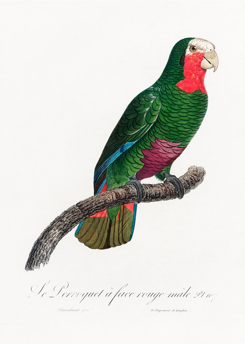 Rose-throated parrot vintage poster The Cuban Amazon, Amazona leucocephala from Natural History of Parrots (1801—1805) by Francois Levaillant. Original…