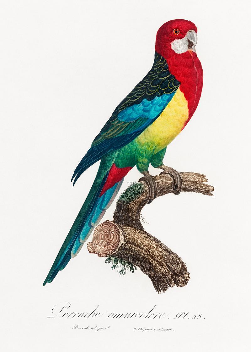 Eastern rosella vintage poster The Eastern Rosella, Platycercus eximius from Natural History of Parrots (1801—1805) by Francois Levaillant. Original…