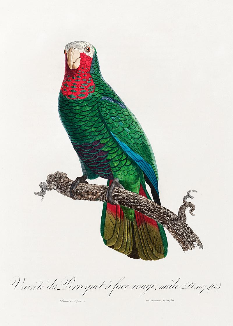 Rose-throated parrot vintage poster The Cuban Amazon (Amazona leucocephala) from Natural History of Parrots (1801—1805) by Francois Levaillant. Original…