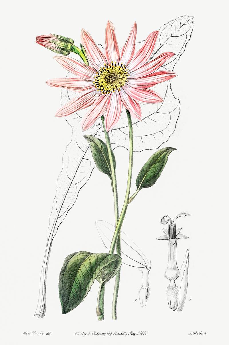 Mr. Dickson's echinacea from Edwards’s Botanical Register (1829—1847) by Sydenham Edwards, John Lindley, and…