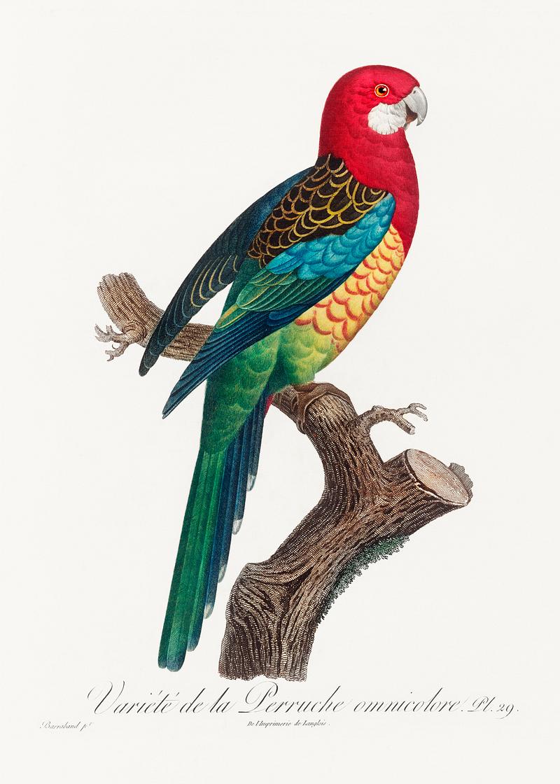 Eastern rosella vintage poster The Eastern Rosella, Platycercus eximius from Natural History of Parrots (1801—1805) by Francois Levaillant. Original…