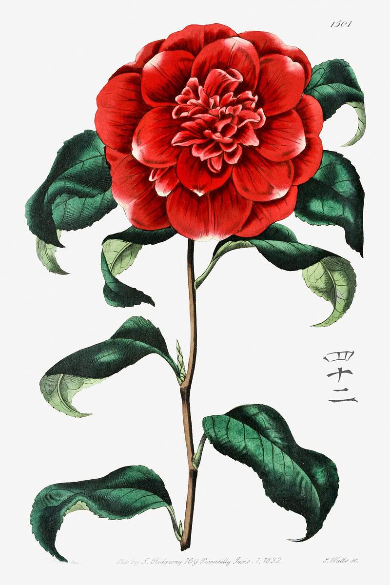 Mr. Reeves's crimson camellia from Edwards’s Botanical Register (1829—1847) by Sydenham Edwards, John Lindley…