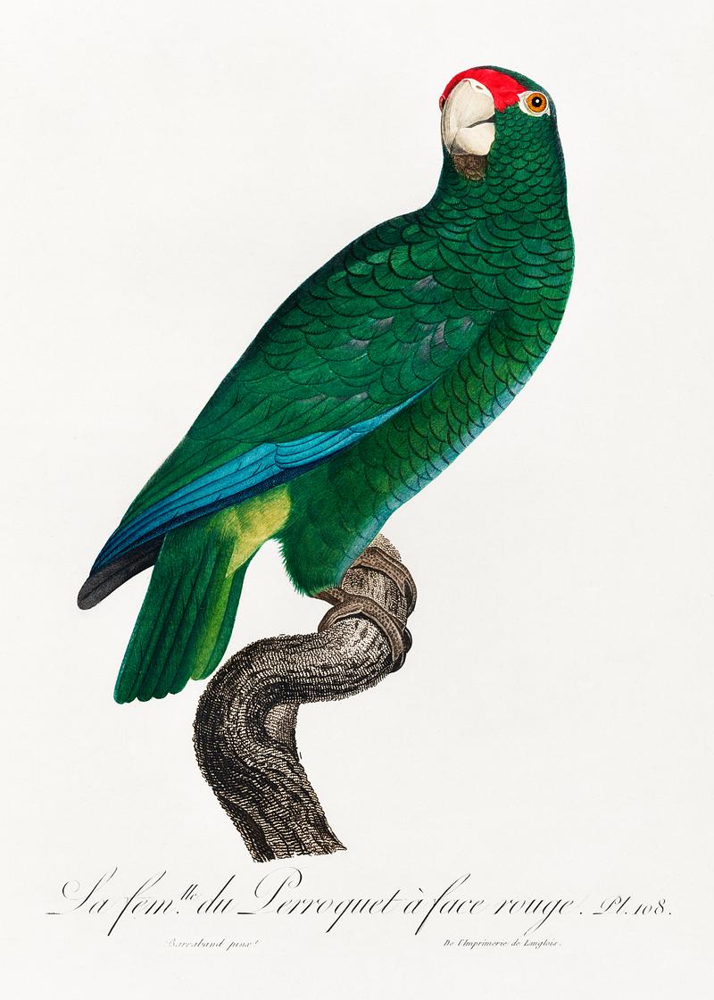 Rose-throated parrot vintage poster The Cuban Amazon, Amazona leucocephala from Natural History of Parrots (1801—1805) by Francois Levaillant. Original…