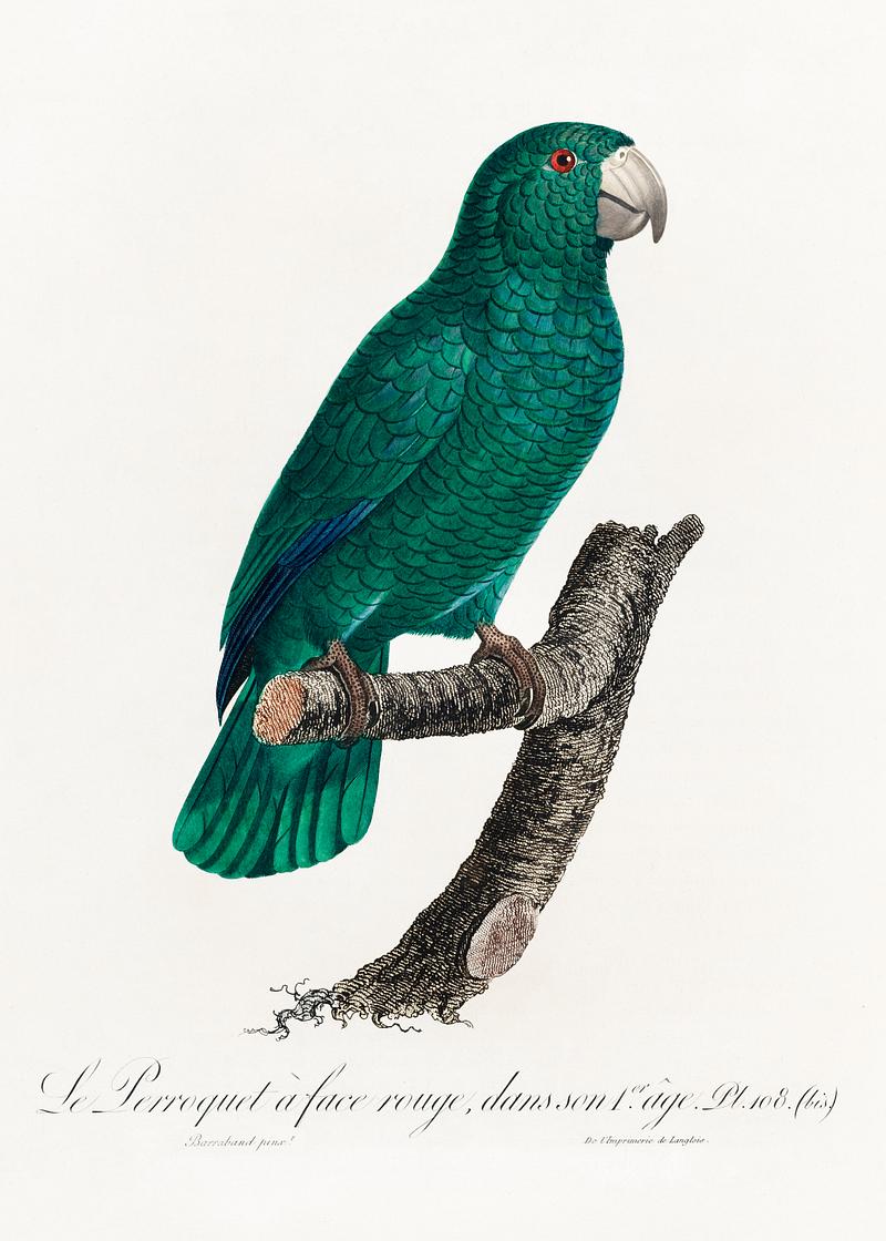 Cuban parrot vintage poster The Cuban Amazon, Amazona leucocephala from Natural History of Parrots (1801—1805) by Francois Levaillant. Original…