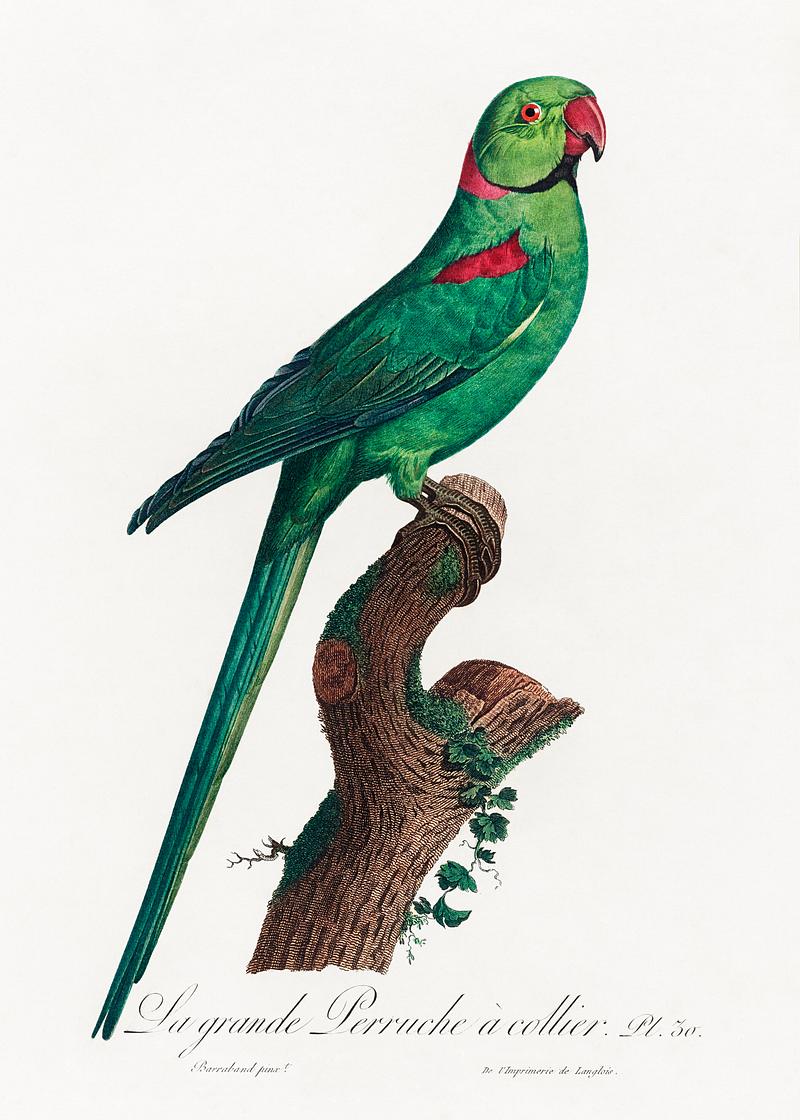 Ring-necked parakeet vintage poster The Rose-Ringed Parakeet, Psittacula krameri from Natural History of Parrots (1801—1805) by Francois Levaillant.…