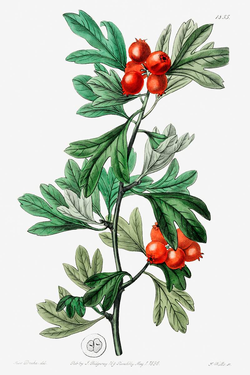 orocco hawthorn from Edwards’s Botanical Register (1829—1847) by Sydenham Edwards, John Lindley, and James…