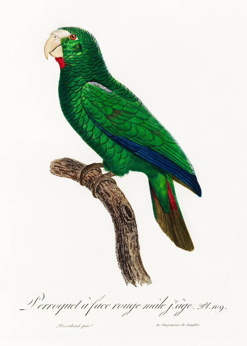 Cuban parrot vintage poster The Cuban Amazon, Amazona leucocephala, male from Natural History of Parrots (1801—1805) by Francois Levaillant.…