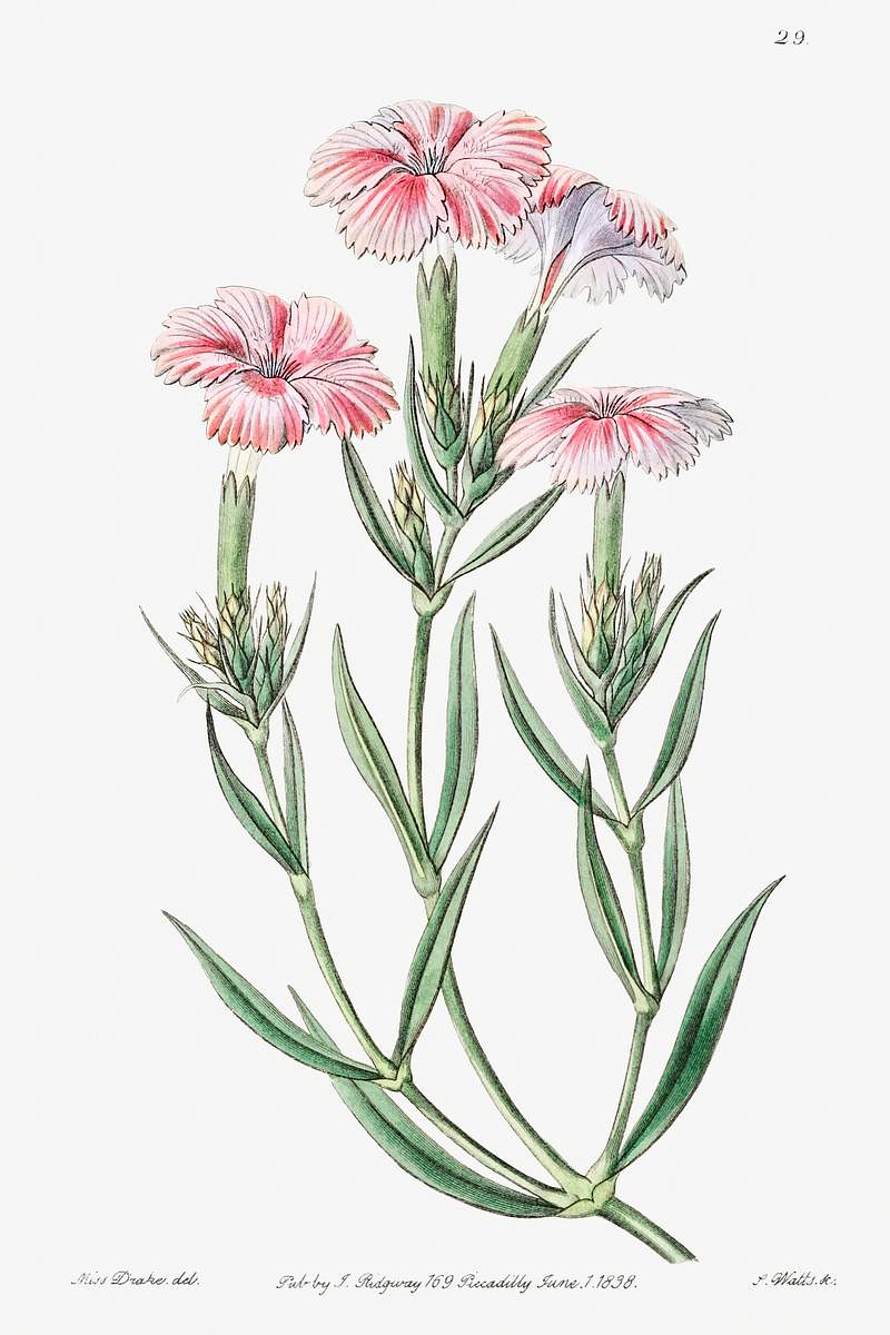 Prince Bisignano's tree pink from Edwards’s Botanical Register (1829—1847) by Sydenham Edwards, John Lindley, and…