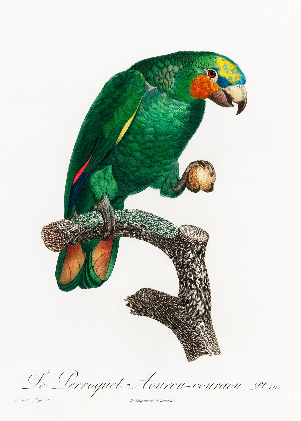 The Orange-Winged Amazon, Amazona amazonica - Free Photo Illustration - rawpixel