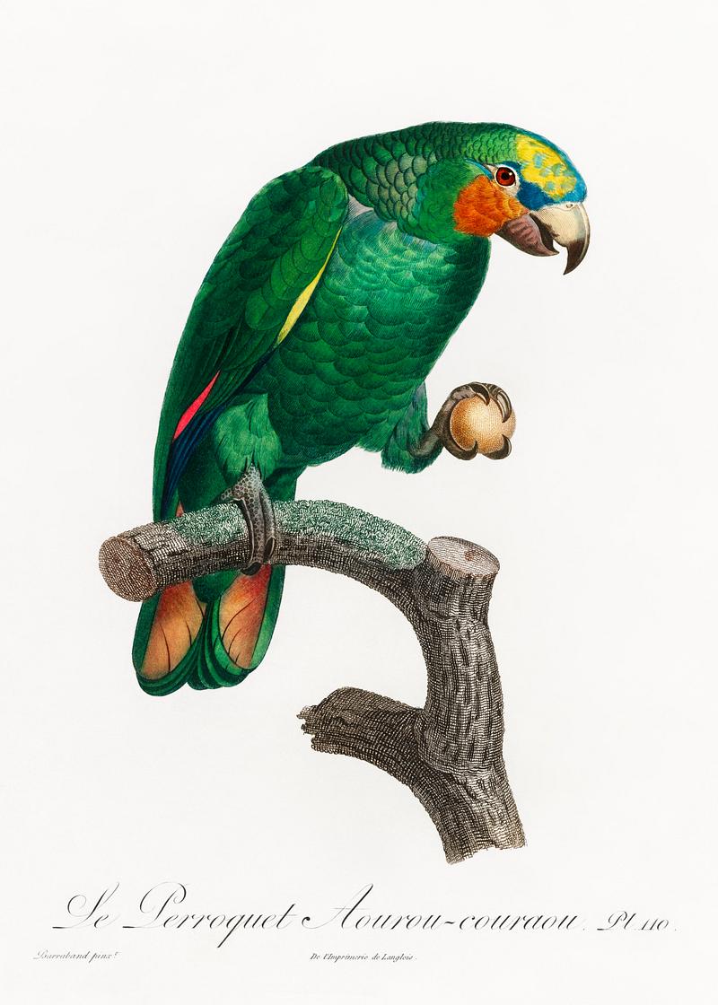 Orange-winged parrot vintage poster The Orange-Winged Amazon, Amazona amazonica from Natural History of Parrots (1801—1805) by Francois Levaillant.…