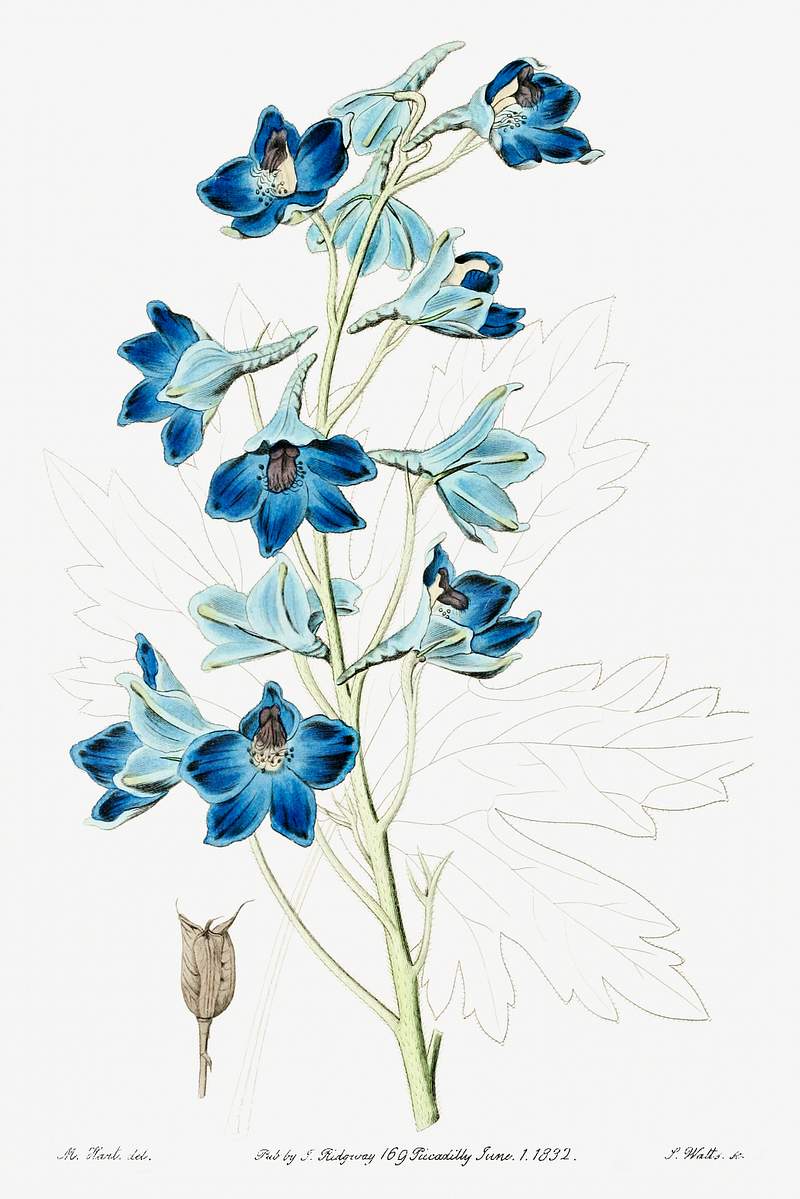 Shewy delphinium from Edwards’s Botanical Register (1829—1847) by Sydenham Edwards, John Lindley, and James…