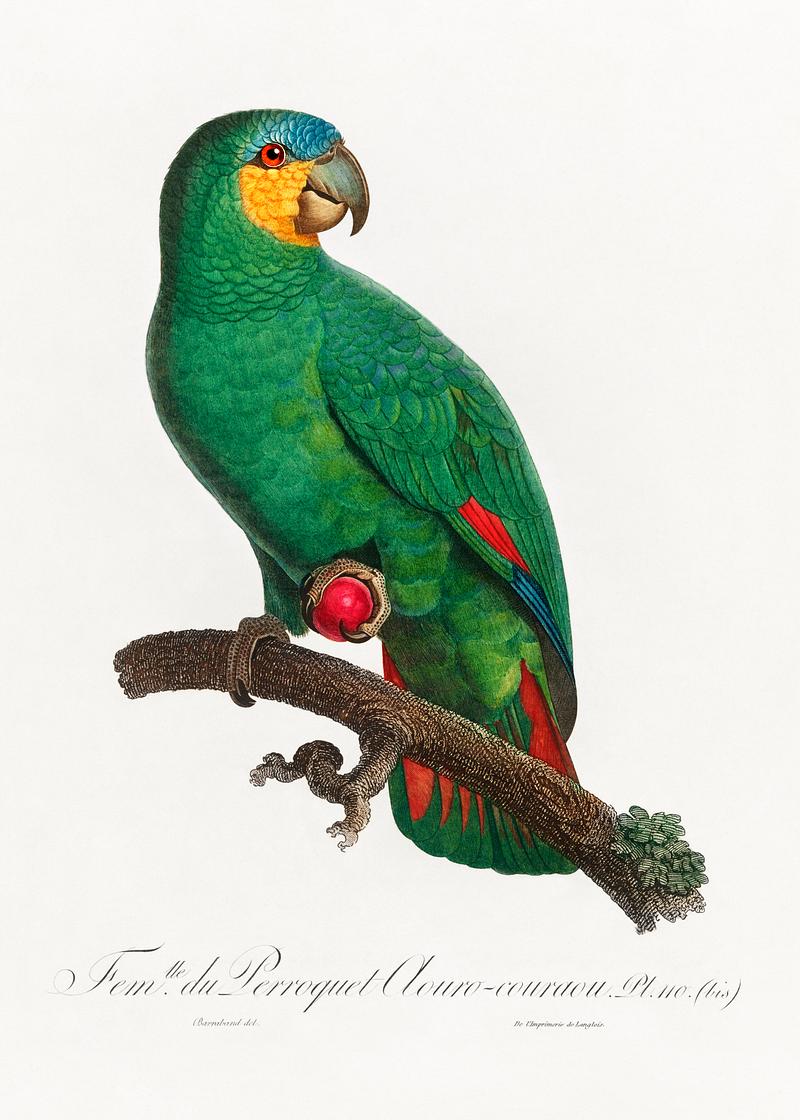 Loro guaro vintage poster The Orange-Winged Amazon, Amazona amazonica from Natural History of Parrots (1801—1805) by Francois Levaillant.…