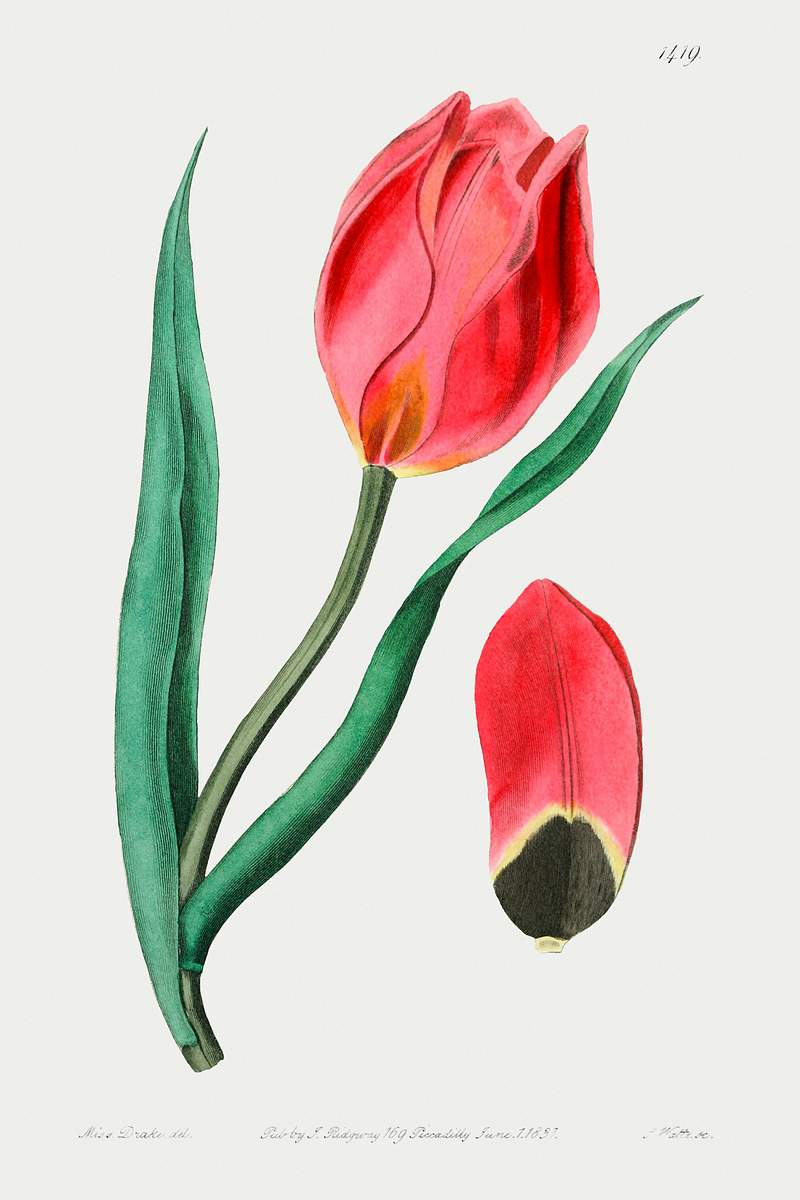 The Early Sun's Eye Tulip from Edwards’s Botanical Register (1829—1847) by Sydenham Edwards, John Lindley, and…