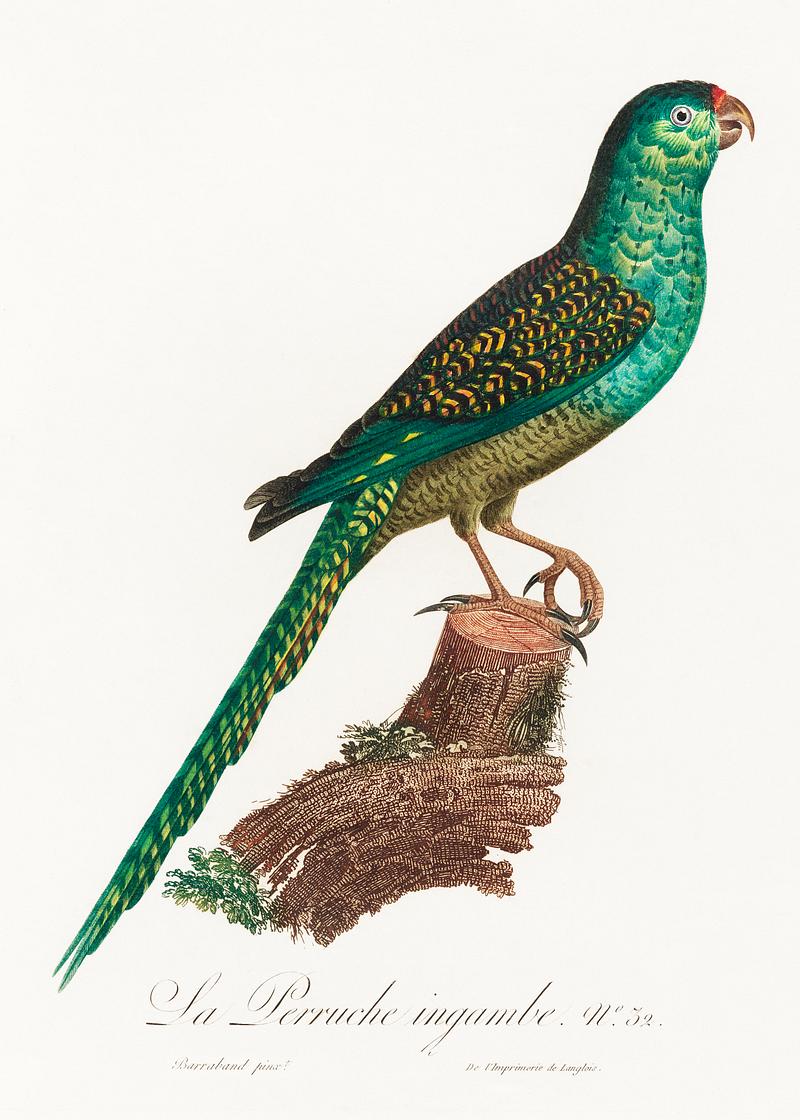 Ingambe parakeet vintage poster The Ingambe Parakeet from Natural History of Parrots (1801—1805) by Francois Levaillant. Original from the Biodiversity…