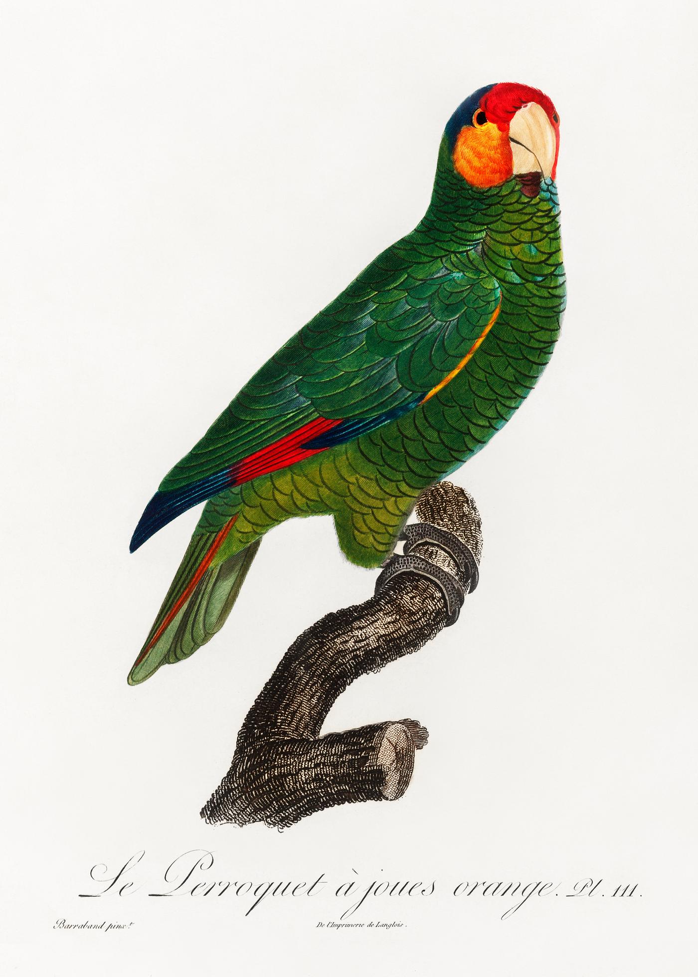 Red-lored parrot vintage poster The Red-Lored Amazon, Amazona autumnalis from Natural History of Parrots (1801—1805) by Francois Levaillant. Original...