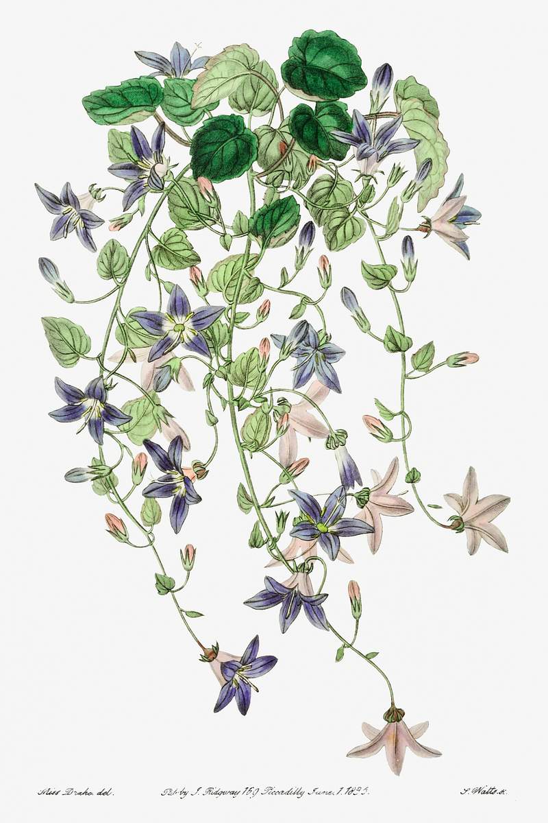The harebell of St.Angelo from Edwards’s Botanical Register (1829—1847) by Sydenham Edwards, John Lindley, and…