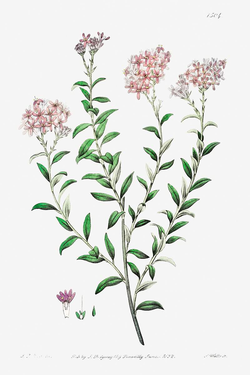 Dr. Gills selago from Edwards’s Botanical Register (1829—1847) by Sydenham Edwards, John Lindley, and James…