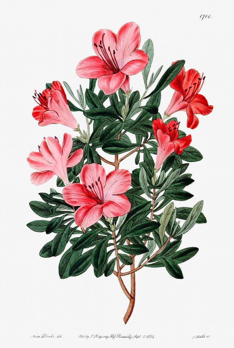 The brick-red Chinese azalea from Edwards’s Botanical Register (1829—1847) by Sydenham Edwards, John Lindley, and…