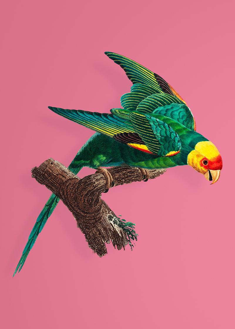 Yellow-crowned parakeet The Yellow-Crowned Parakeet illustration