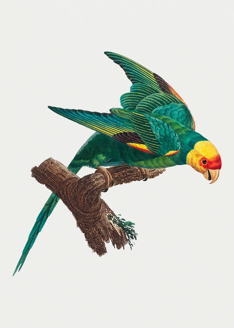 Yellow-crowned parakeet The Yellow-Crowned Parakeet illustration