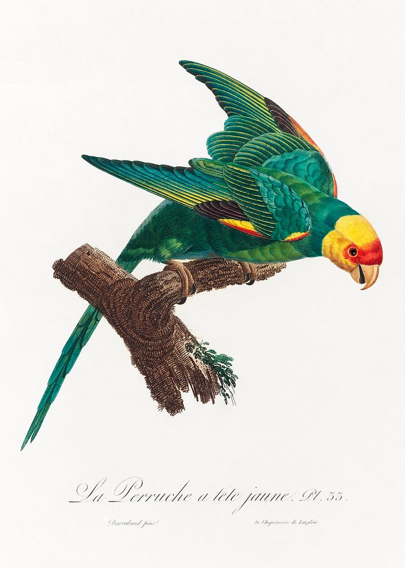 Yellow-crowned parakeet vintage poster The Yellow-Crowned Parakeet, Cyanoramphus auriceps from Natural History of Parrots (1801—1805) by Francois Levaillant.…