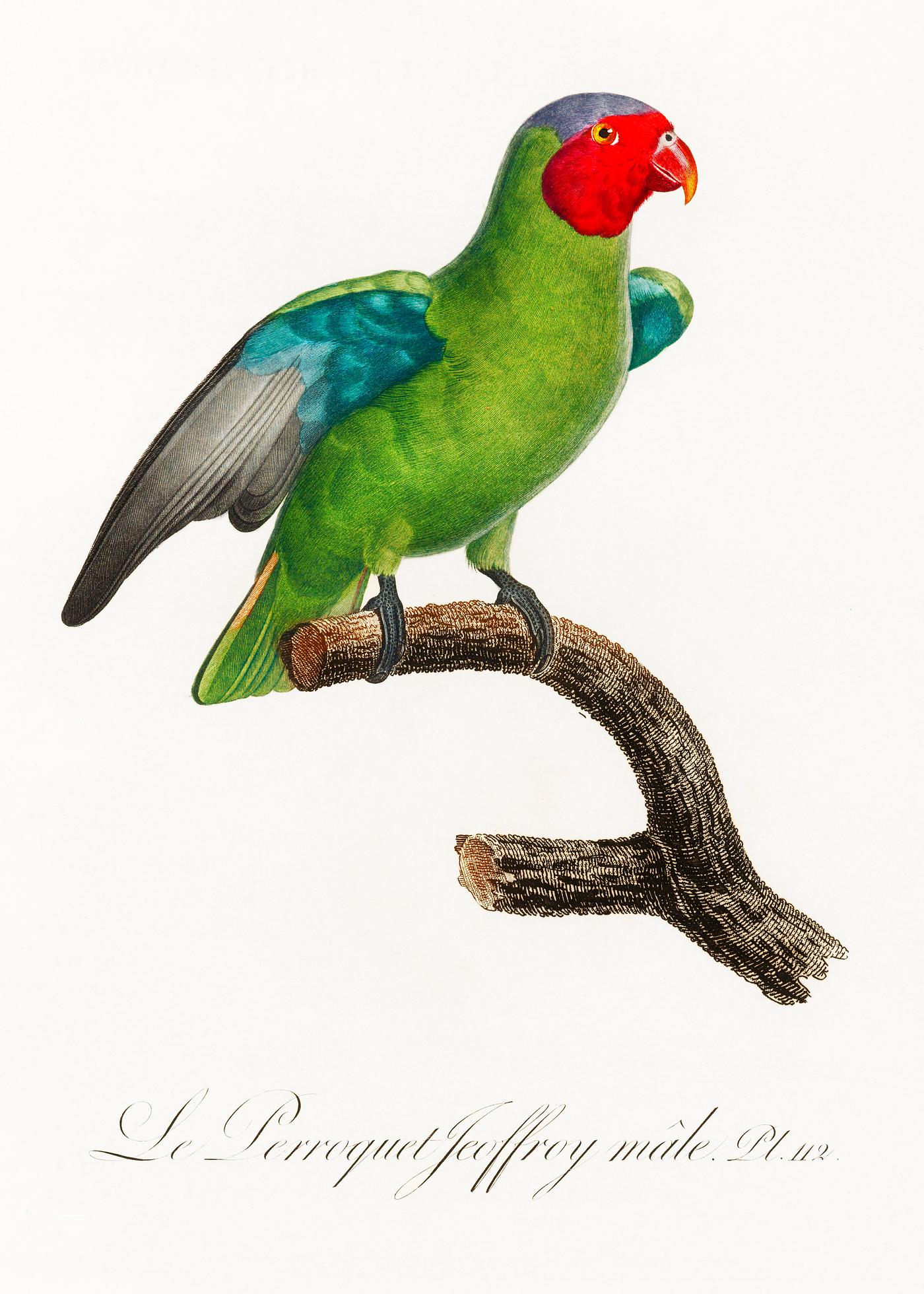 The Red-Cheeked Parrot, Geoffroyus geoffroyi, male from Natural History of Parrots (1801—1805) by Francois Levaillant... The Red-Cheeked Parrot, Geoffroyus geoffroyi, male from Natural History of Parrots (1801—1805) by Francois Levaillant...