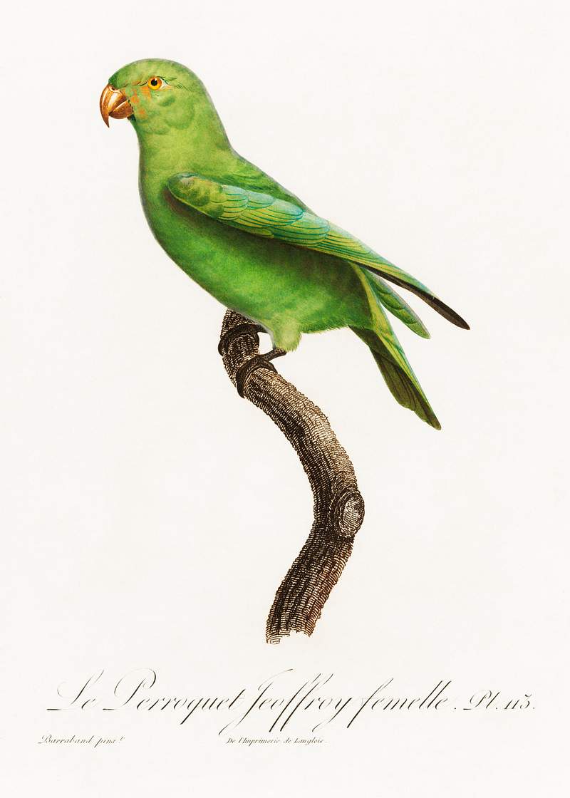 Red-cheeked parrot vintage poster The Red-Cheeked Parrot, Geoffroyus geoffroyi, female from Natural History of Parrots (1801—1805) by Francois…