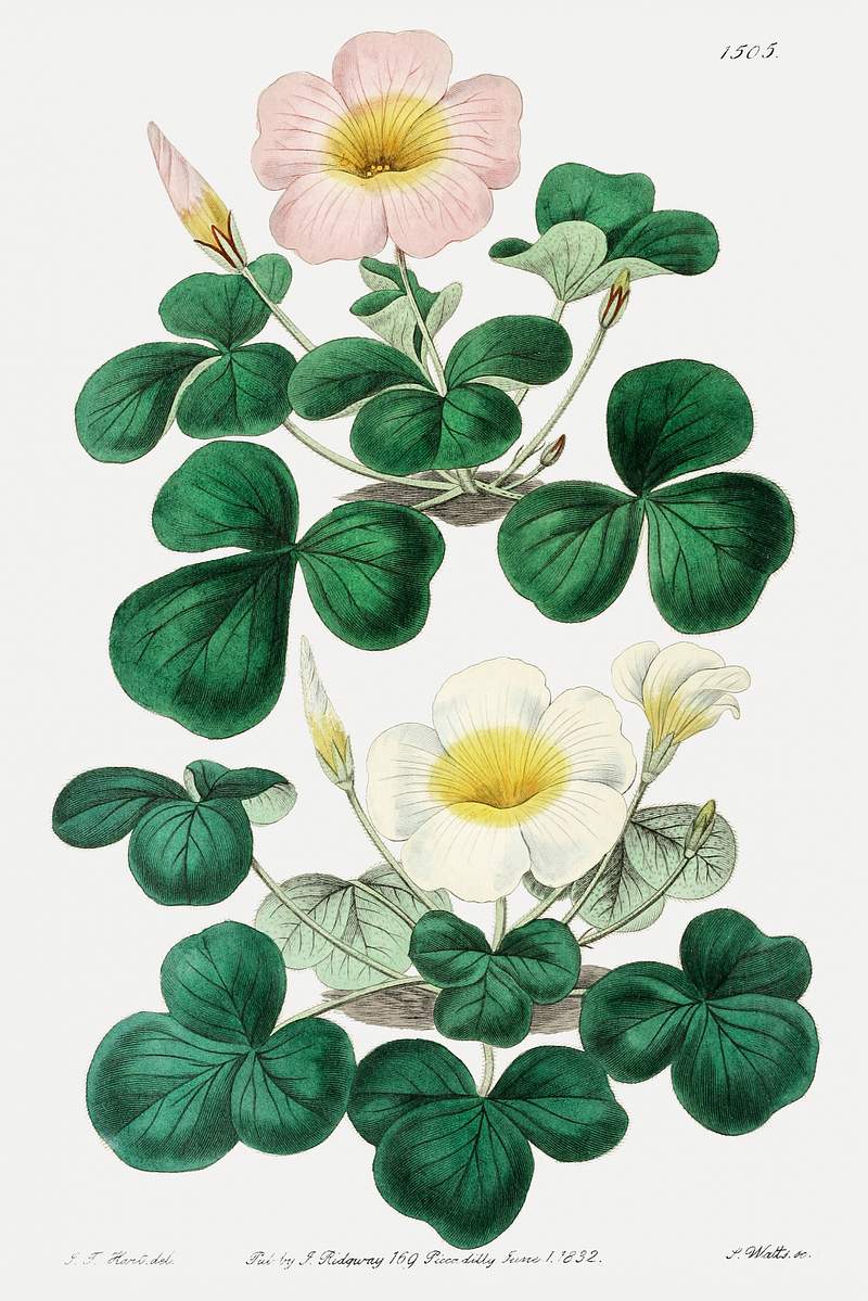 Variable oxalis from Edwards’s Botanical Register (1829—1847) by Sydenham Edwards, John Lindley, and James…