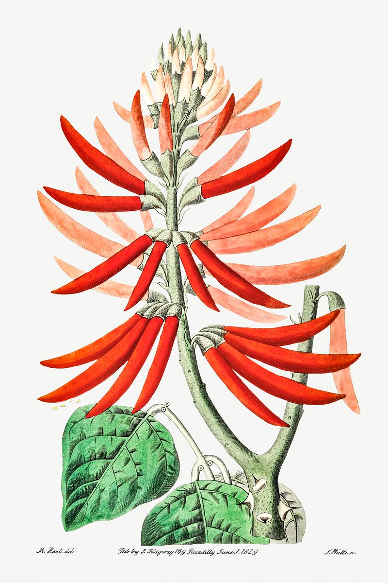 Naked coral tree vintage poster Naked-flowering Erythrina from Edwards’s Botanical Register (1829—1847) by Sydenham Edwards, John Lindley, and…
