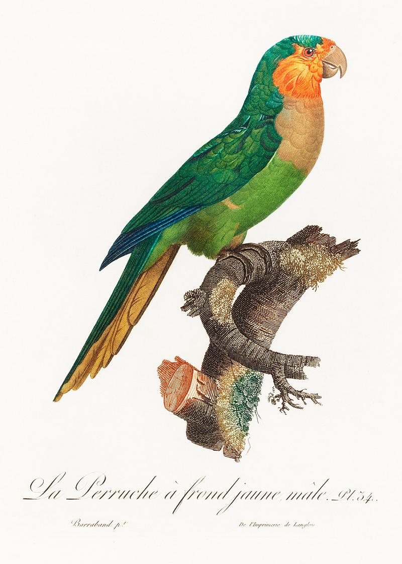 Yellow-headed parrot vintage poster The Yellow-Headed Amazon, Amazona oratrix, male from Natural History of Parrots (1801—1805) by Francois Levaillant.…