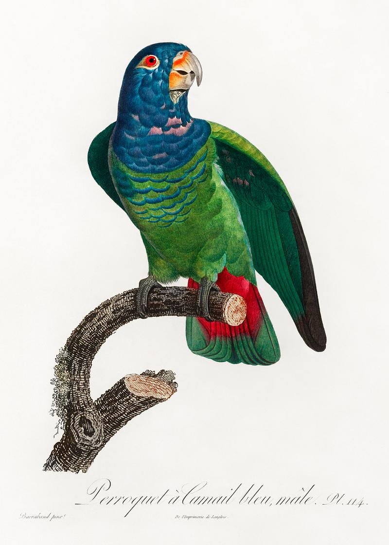 Blue-headed pionus vintage poster The Blue-Headed Parrot, Pionus menstruus from Natural History of Parrots (1801—1805) by Francois Levaillant. Original…