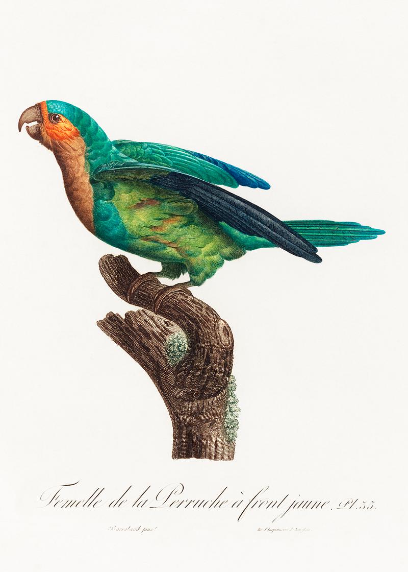 Yellow-crowned parakeet vintage poster The Yellow-Crowned Parakeet, Cyanoramphus auriceps from Natural History of Parrots (1801—1805) by Francois Levaillant.…