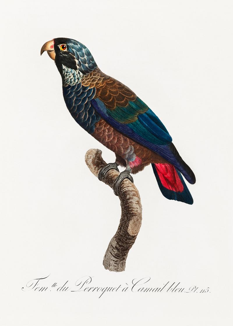 Bronze-winged parrot vintage poster The Bronze-Winged Parrot, Pionus chalcopterus from Natural History of Parrots (1801—1805) by Francois Levaillant.…
