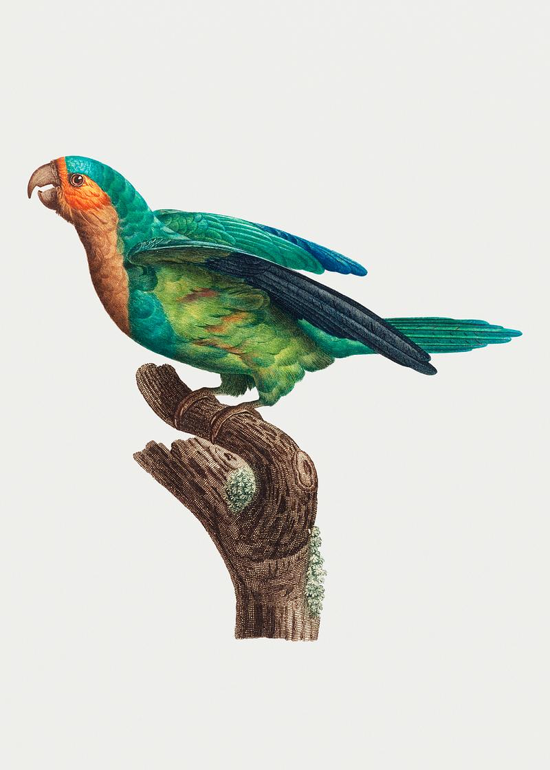 Yellow-crowned parakeet The Yellow-Crowned Parakeet illustration