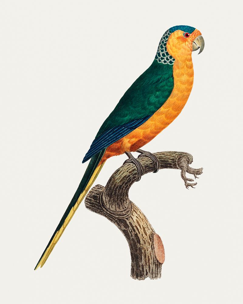 Yellow-fronted parakeet The Yellow-Fronted Parakeet (Cyanoramphus auriceps) illustration