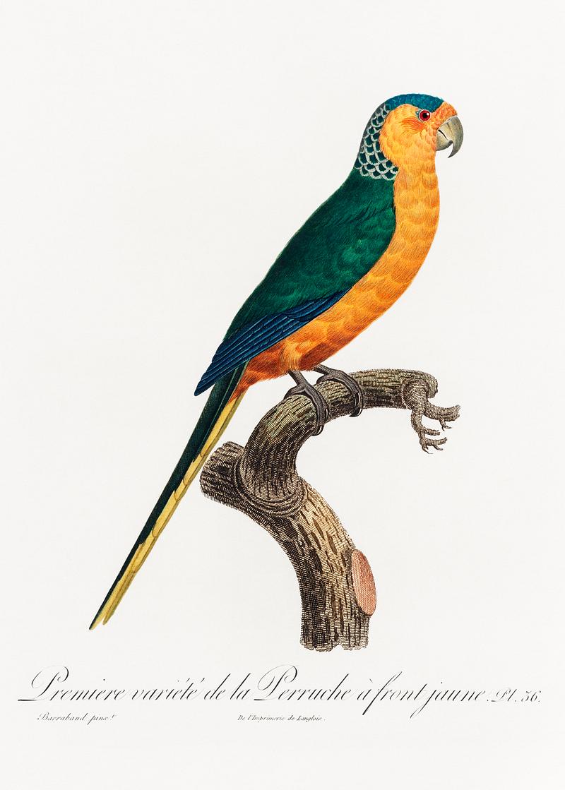 Yellow-fronted parakeet vintage poster The Yellow-Fronted Parakeet, Cyanoramphus auriceps from Natural History of Parrots (1801—1805) by Francois Levaillant.…