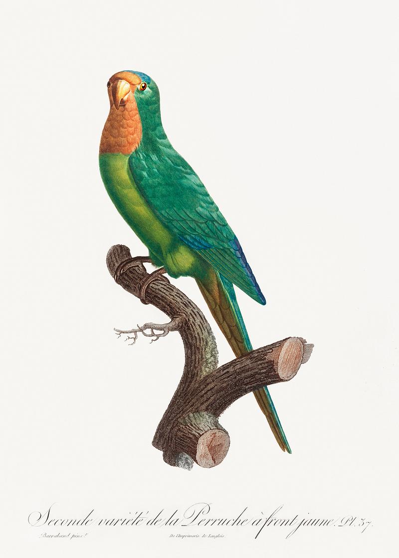 St Thomas conure vintage poster The brown-throated parakeet, Eupsittula pertinax from Natural History of Parrots (1801—1805) by Francois Levaillant.…