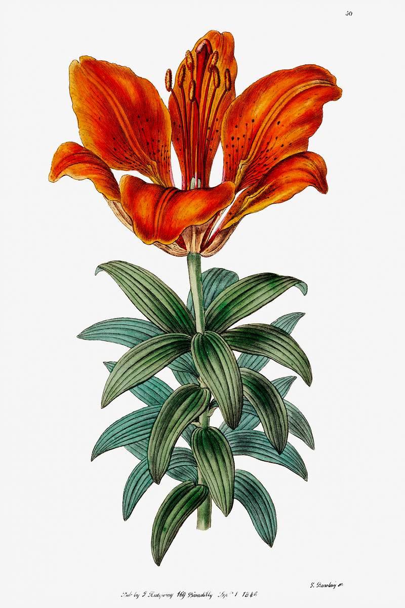 Blood red lily from Edwards’s Botanical Register (1829—1847) by Sydenham Edwards, John Lindley, and James…