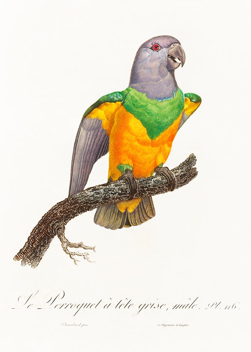 Senegal parrot vintage poster Senegal Parrot from Natural History of Parrots (1801—1805) by Francois Levaillant. Original from the Biodiversity…